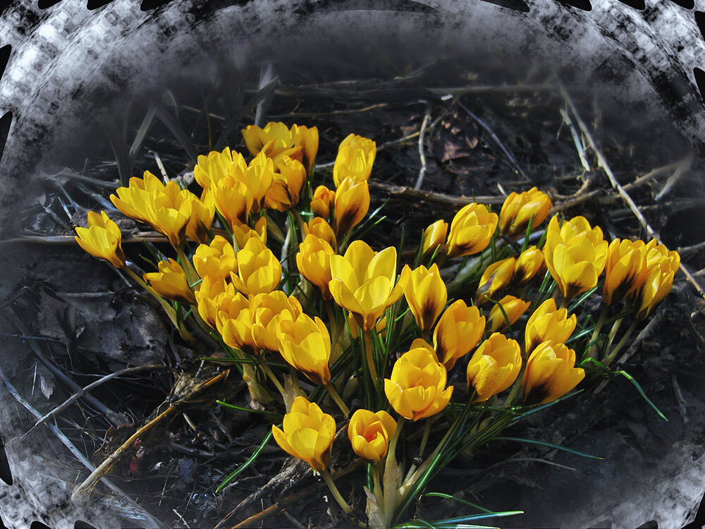 Сердце весны