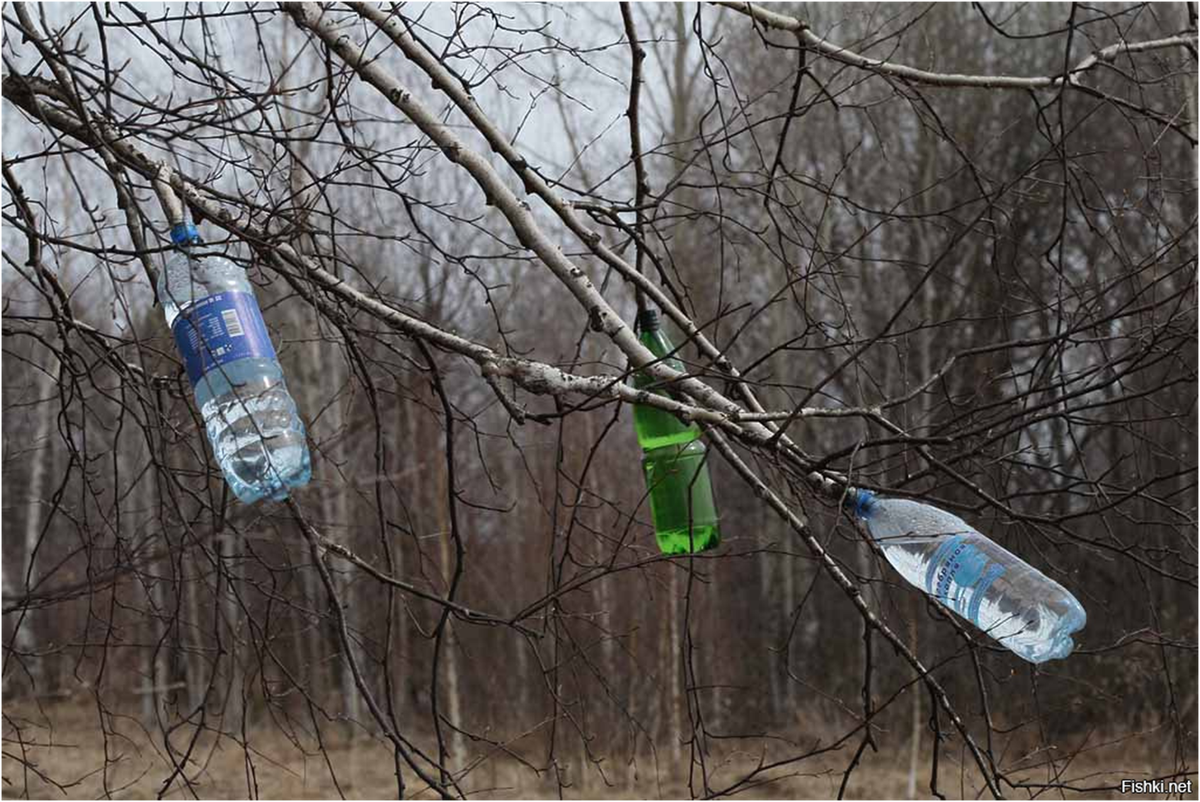 Когда собирать березовый сок в ленинградской области