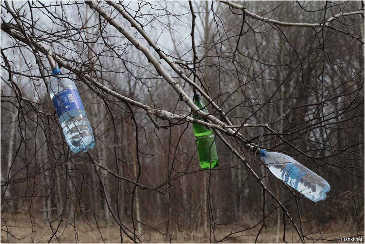 Как легко собрать березовый сок. Сбор березового сока. Собрать березовый сок. Ветки в бутылке. Емкость для сбора березового сока.