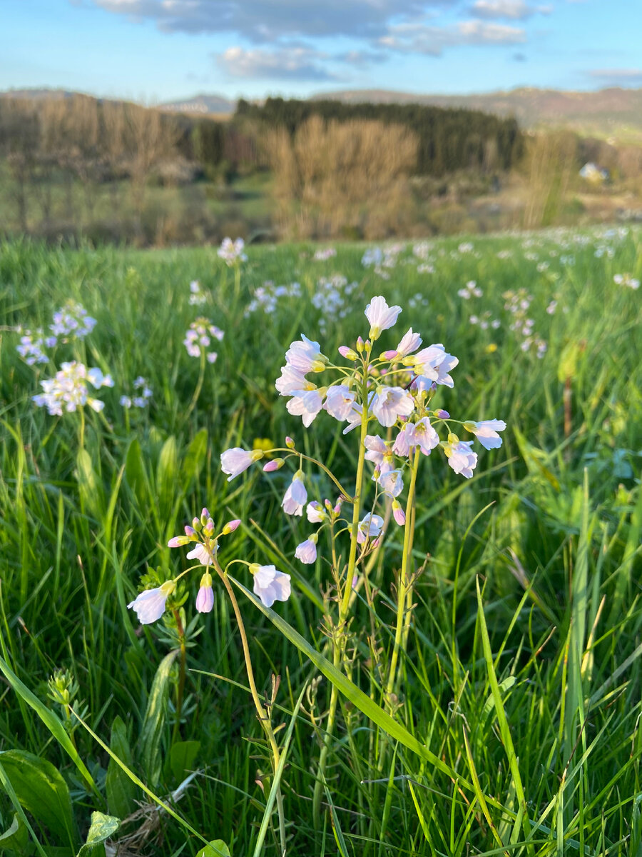 На горизонте - Швабские Альпы 