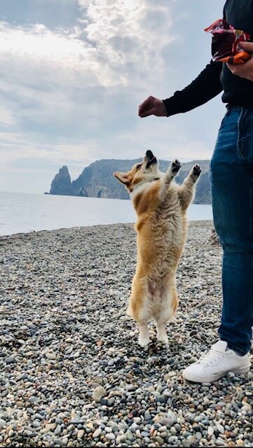 Характер "Дайте вкусняшку" жаль такой не описан 