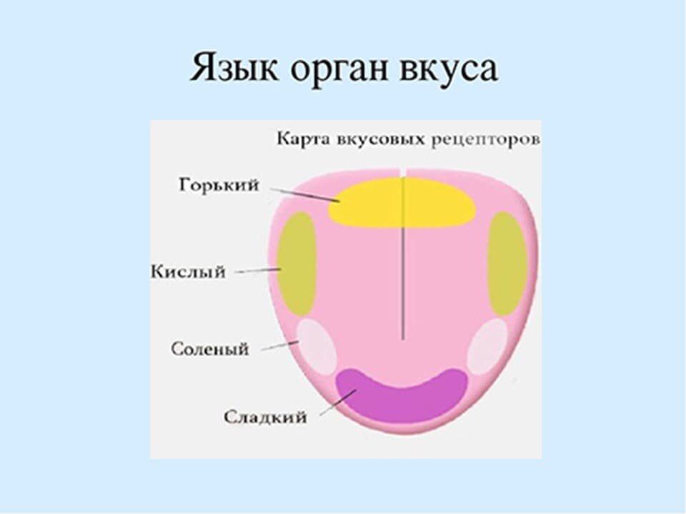 3 дополни предложение зона языка отмеченная на рисунке цифрой 4 распознает вкус