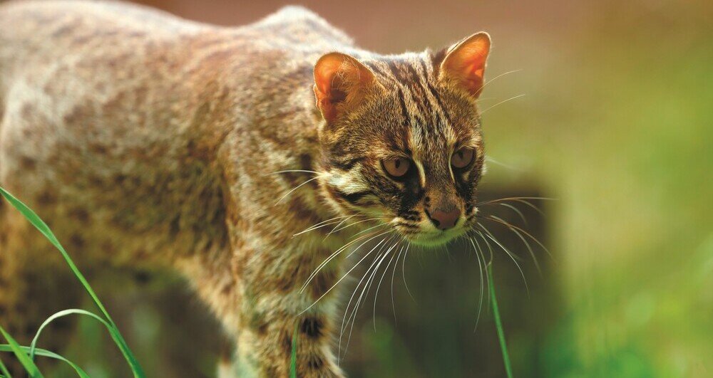 Дальневосточный лесной кот 