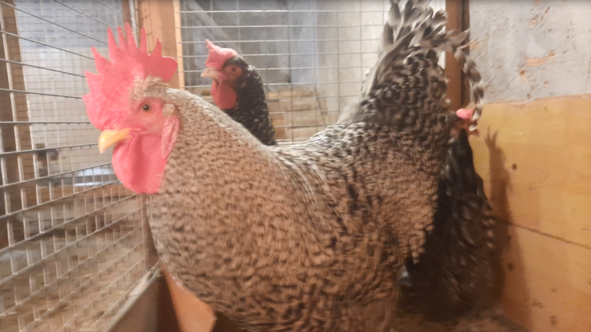 Семья курочек породы плимутрок полосатый.