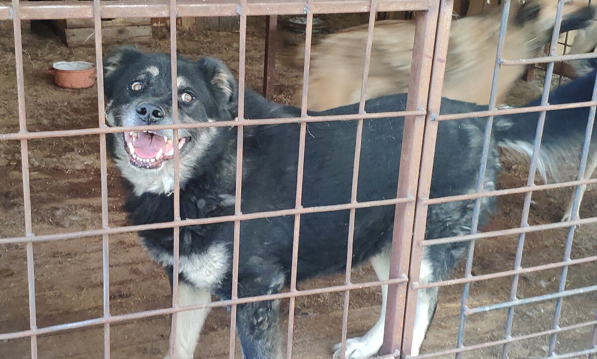 А  сейчас - настоящая  собака-  улыбака .