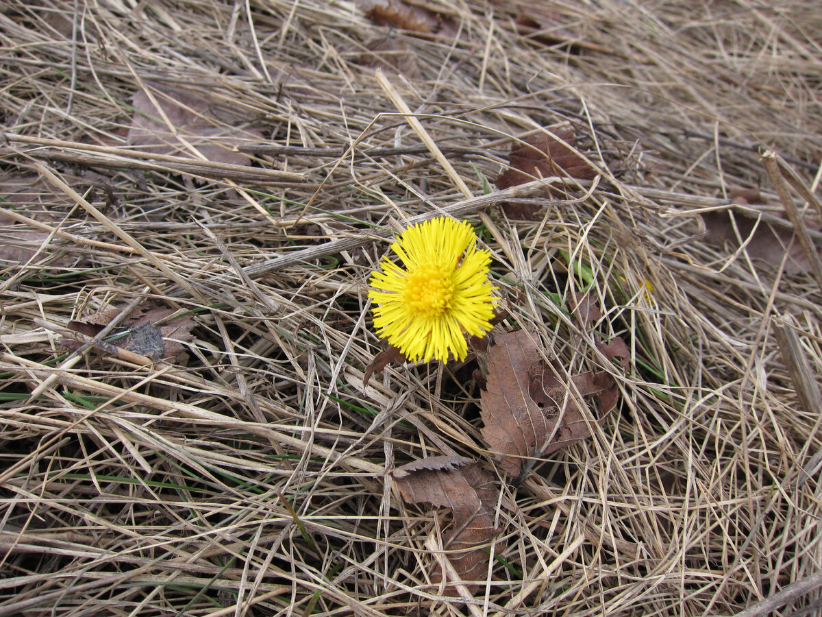Мать-и-мачеха (фото из личных архивов)