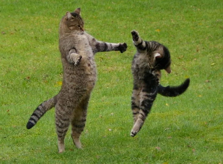 "Танцующие" коты