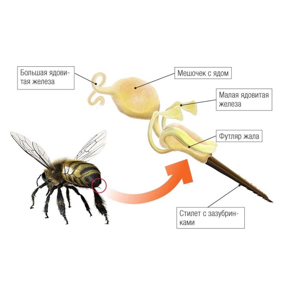Умирает ли пчела от укуса. Пчела погибает после укуса.
