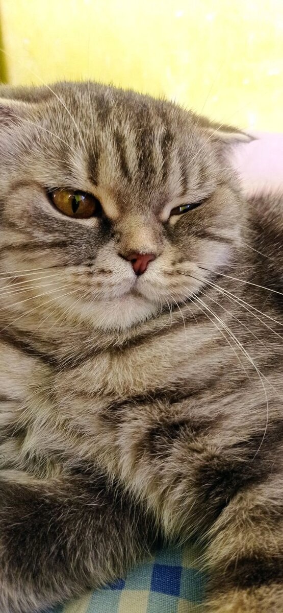 Когда я смотрю на сданную в приют Стешу, то умножаю её судьбу на 1 млн. В России,  даже в фелинологической ассоциации, более тысячи разведенцев. Они снабжают более "маленьких" разведенцев. А потом в Верещашино такие вот кошки оказываются в приютах.