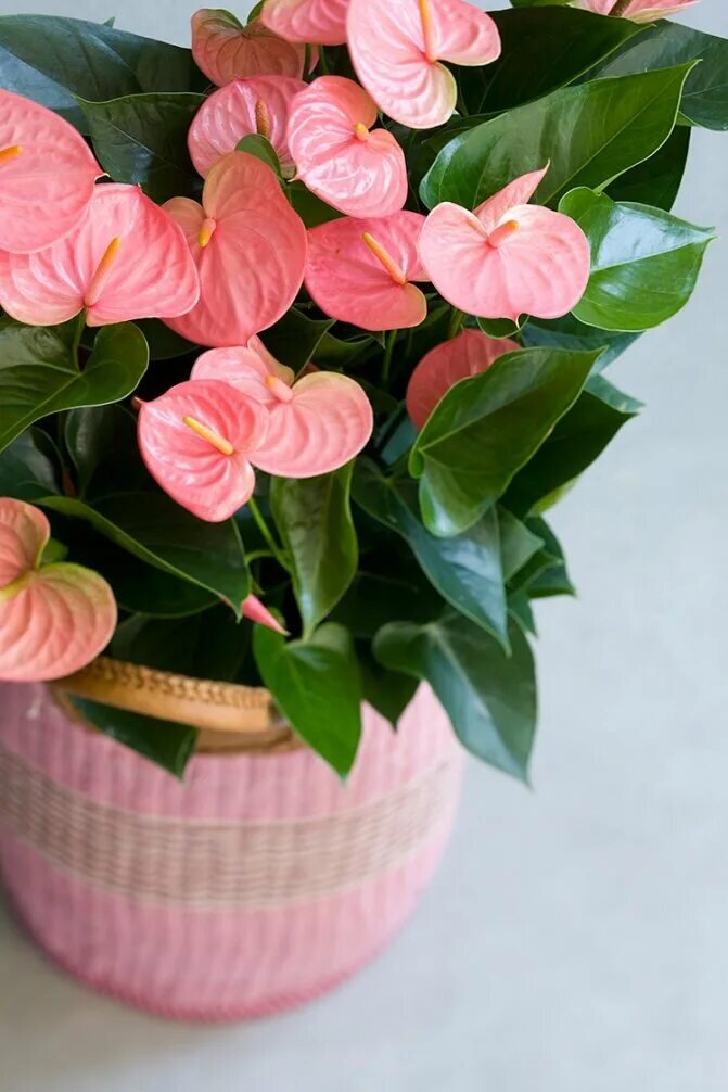 Цветок антуриум является чемпионом среди комнатных растений по продолжительности цветения – этими оригинальными и зрелищными цветками мы можем любоваться до 3-х месяцев. Если, конечно, обеспечить этому капризному южанину подходящие условия. Одно из важных условий, которое требует антуриум – пересадка каждые два года после покупки. Как это делать правильно – предоставляем инструкцию. 
 
Здоровый цветок будет радовать владельца активным ростом новых листьев и воздушных корней, а также пышным цветением. 