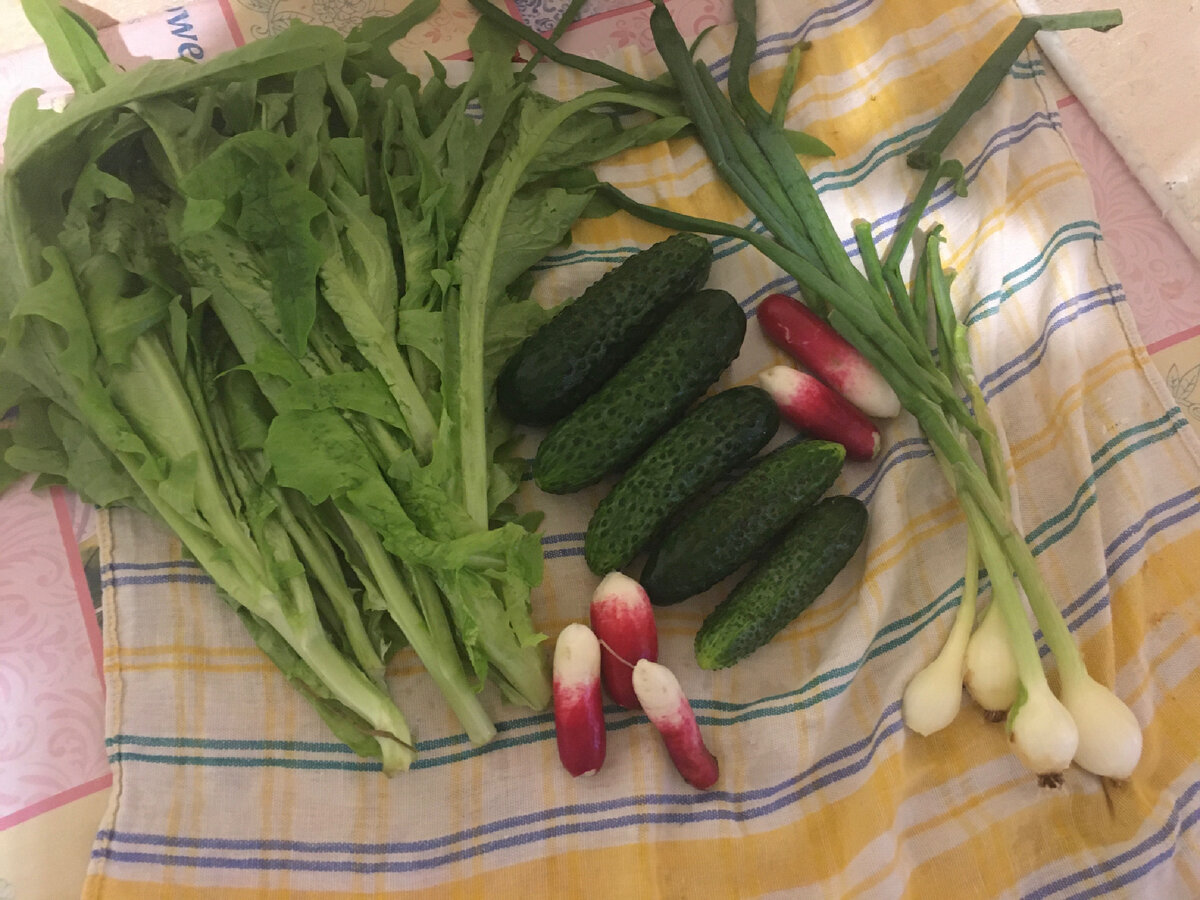 Урожай этого, 2022г. Первые огурчики 