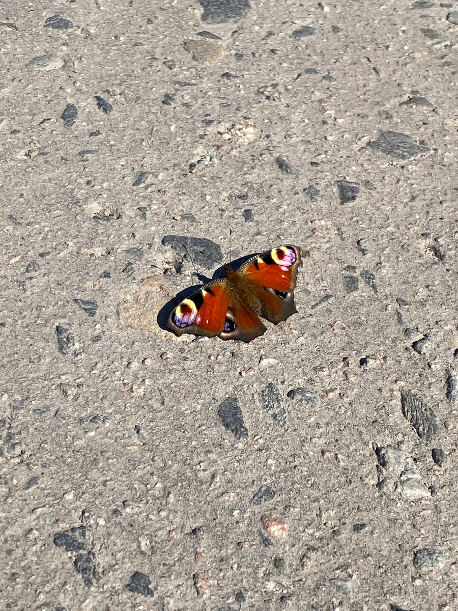 Дети -как бабочки или мотыльки