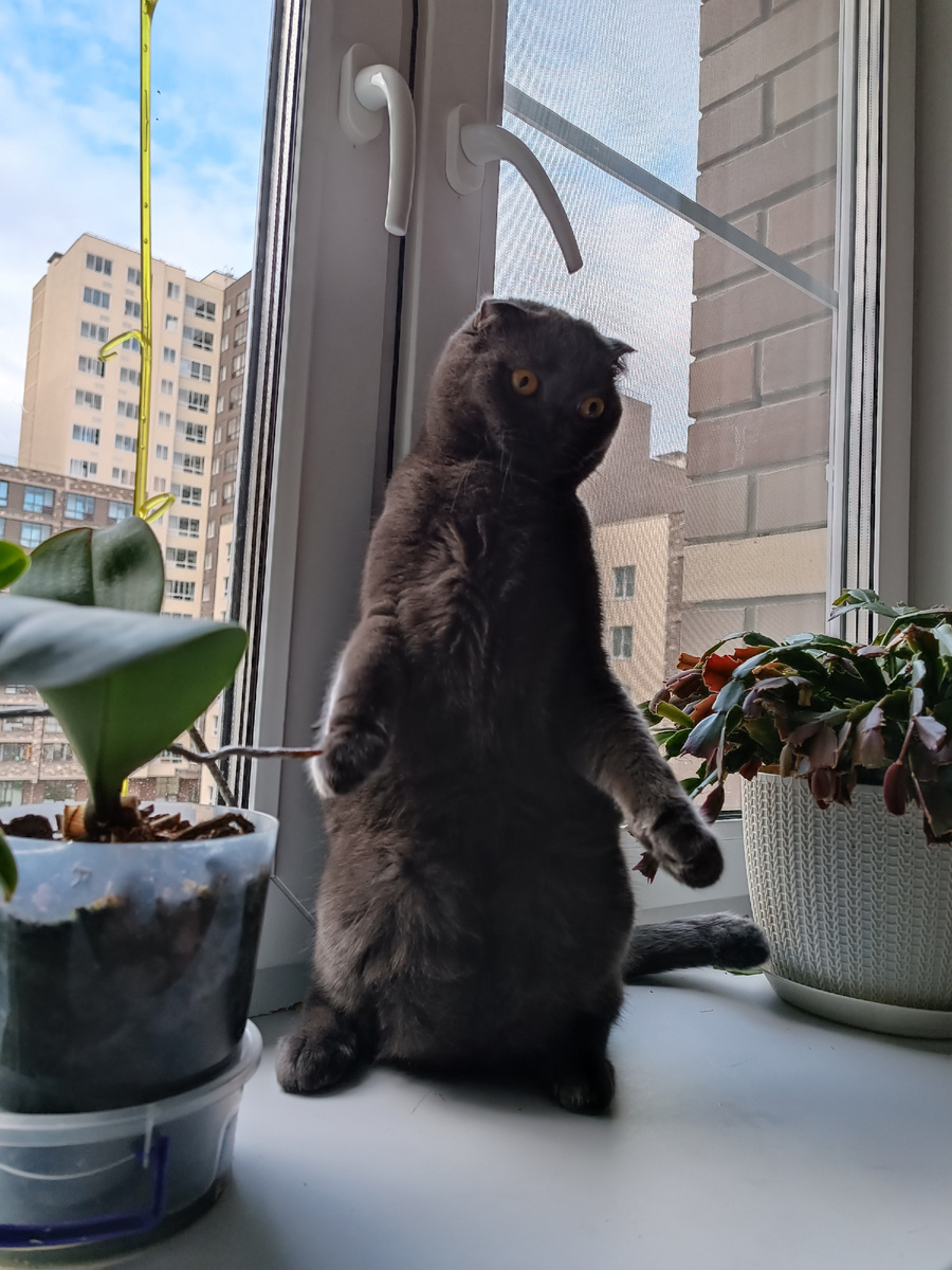 Хозяйка? Зачем нам худеть?