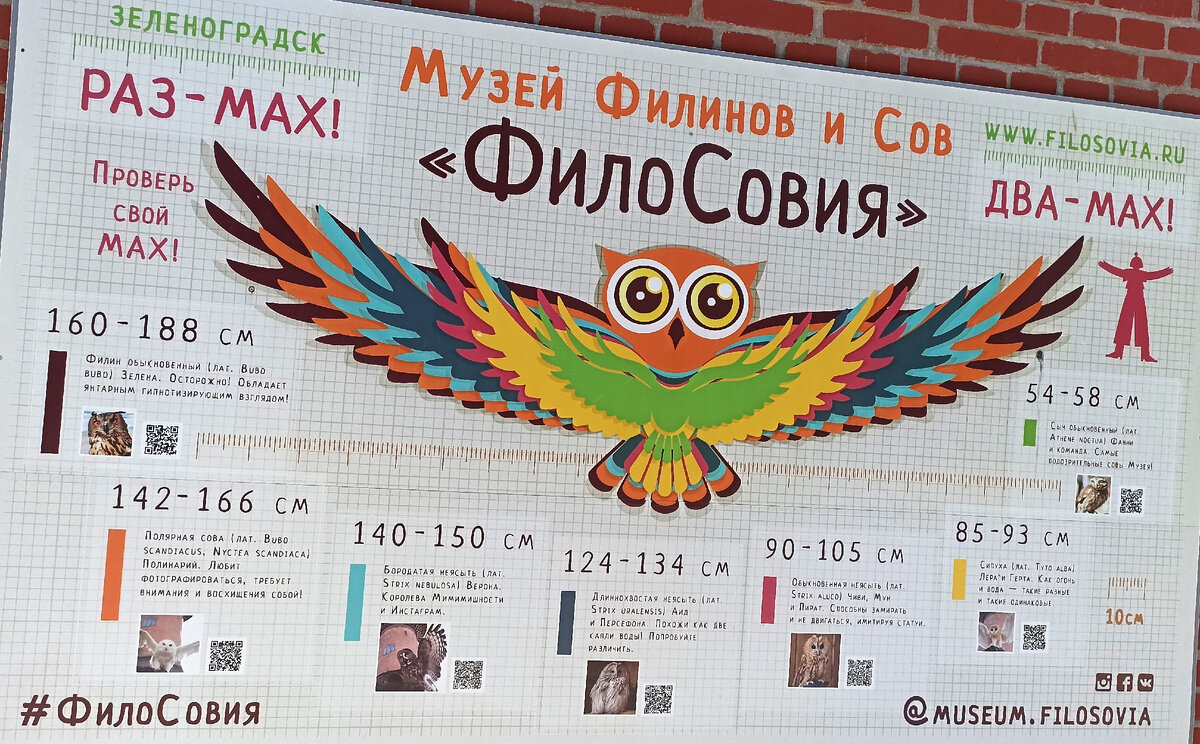 музей о совах