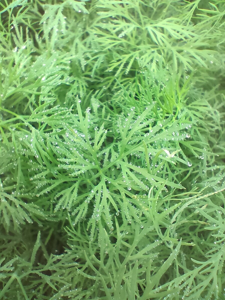 Укроп (макро съёмка)