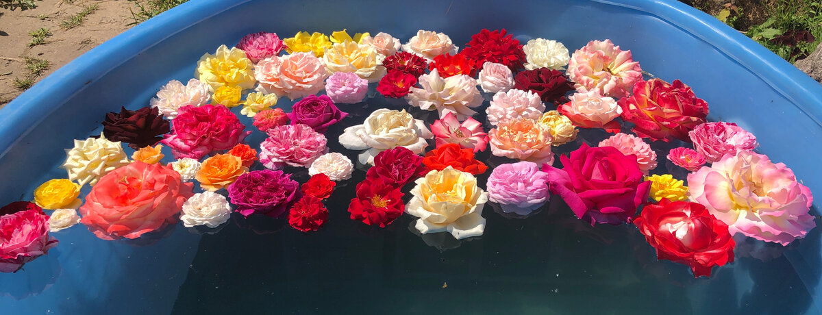 Все, что есть.