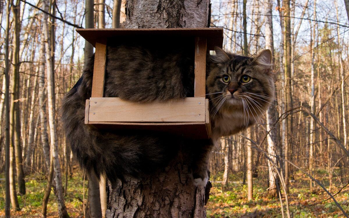 Кот в скворечнике