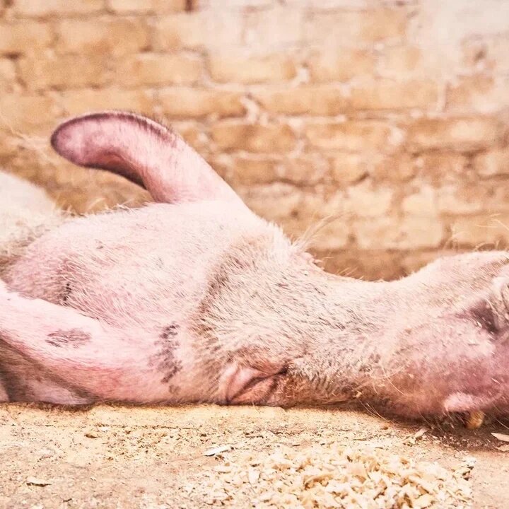 Захарчик ластится и нежничает утром 