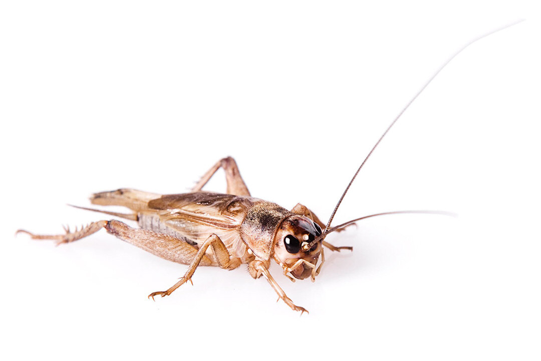 Домовый сверчок