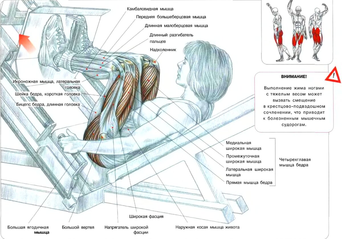 Жим ногами в тренажере какие мышцы работают