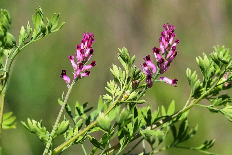 Дымянка лекарственная (Fumária officinális)