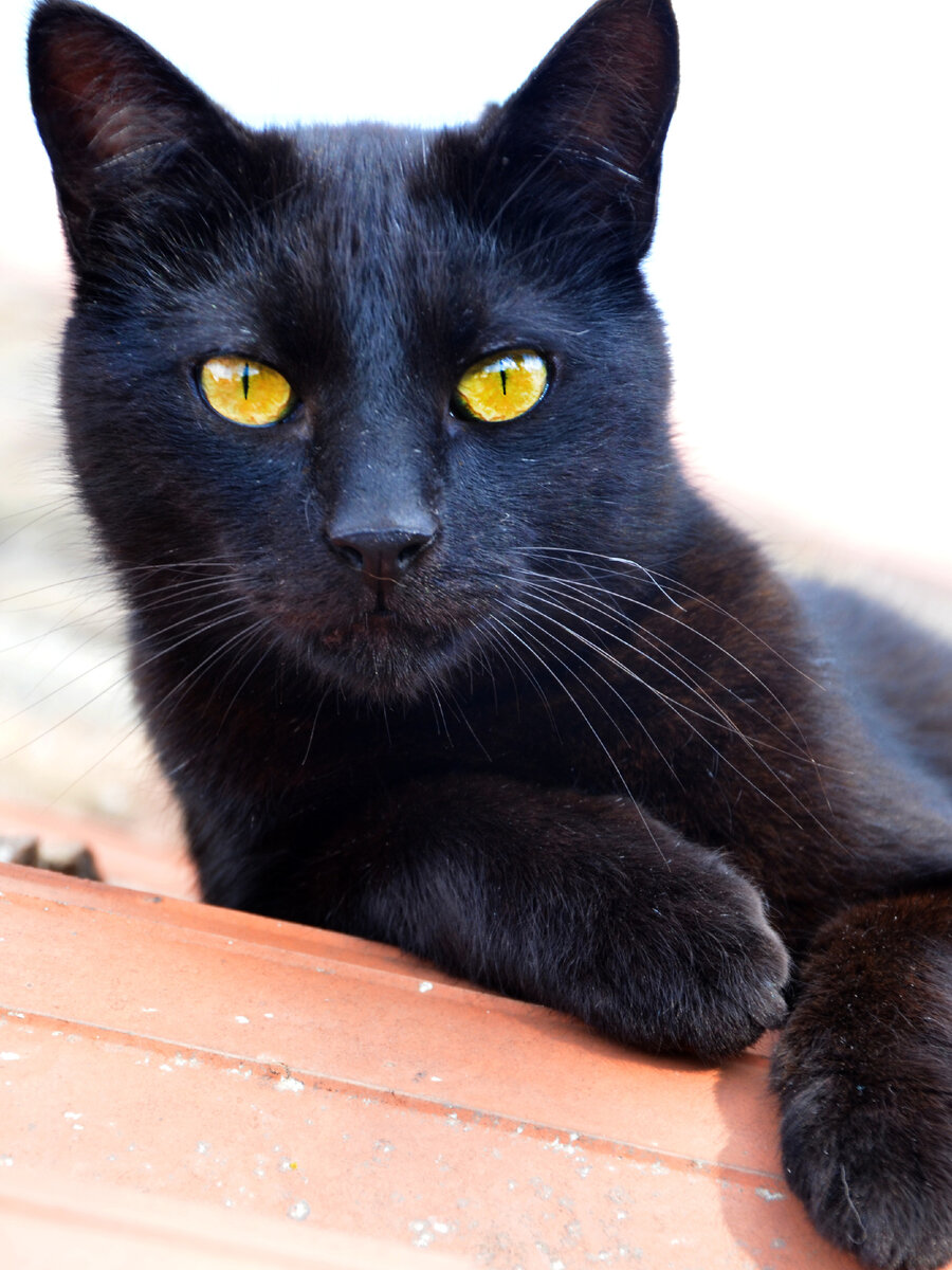 Фото из свободных интернет-источников - СМЕТАНА ГДЕ? 