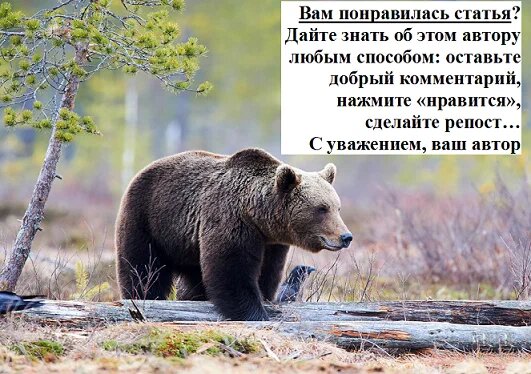 На канале я часто пишу о лосях и лосеферме, и это не случайно. Лось – это уникальное животное!-2