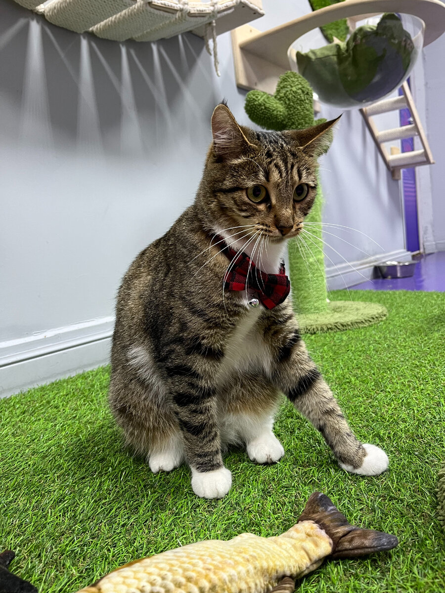 кот не без бабочки из FrrFrr House