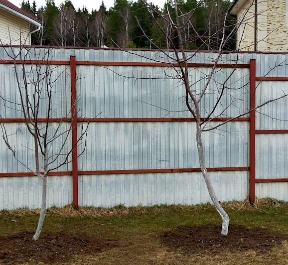 Перекопка сливы вокруг приствольного круга апрель 2022г.