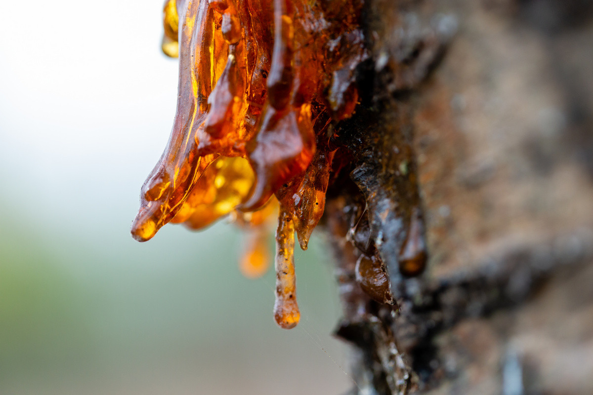 Камедетечение дерева черешня. Смола вишни. Камедетечение у абрикоса. Смола вишни. Смола вишни.