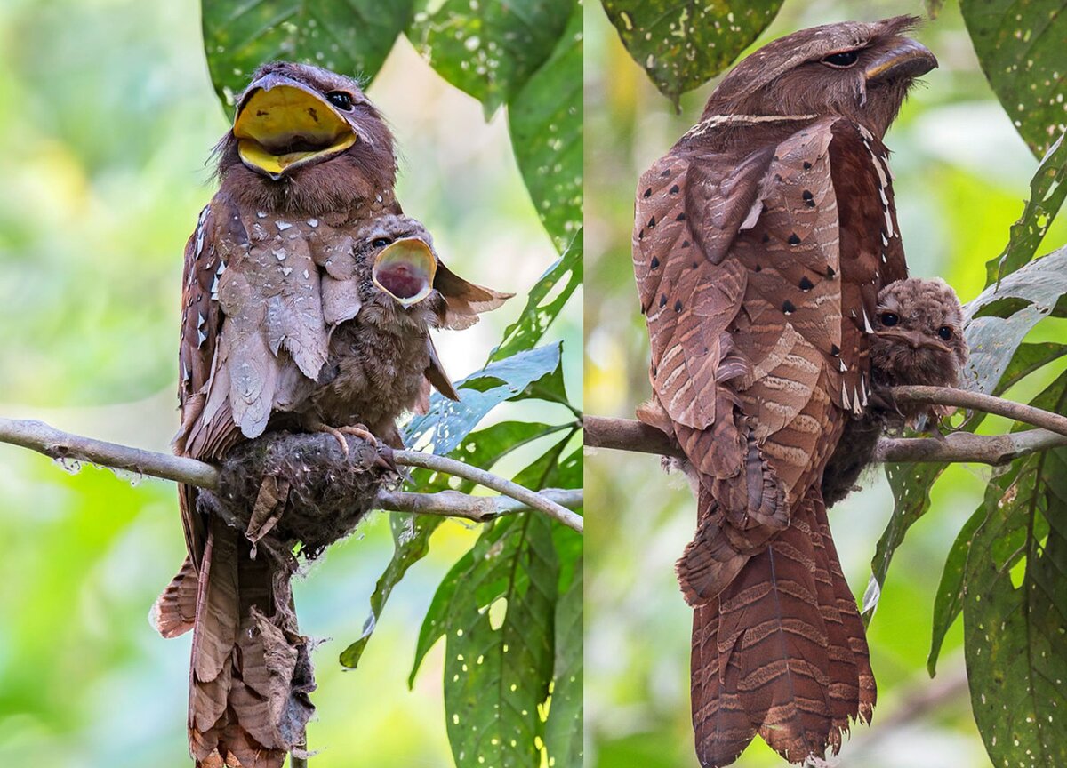 Особенности строения и поведения горо