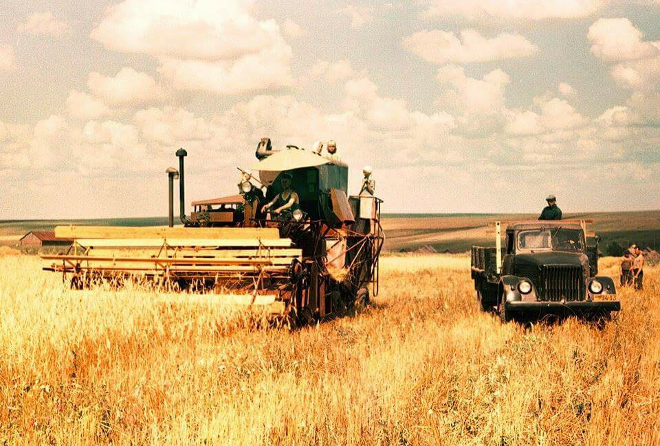 Уборка зерновых в 1950-х годах