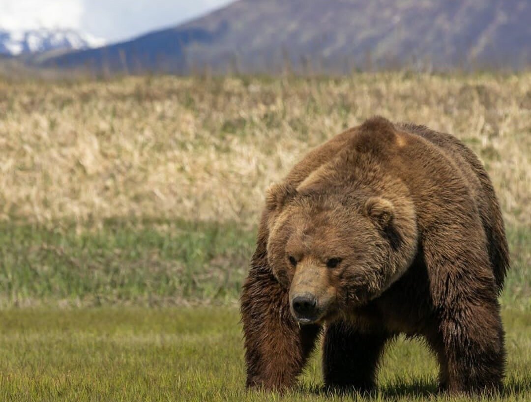 Медведь, фото @sstone_imeges