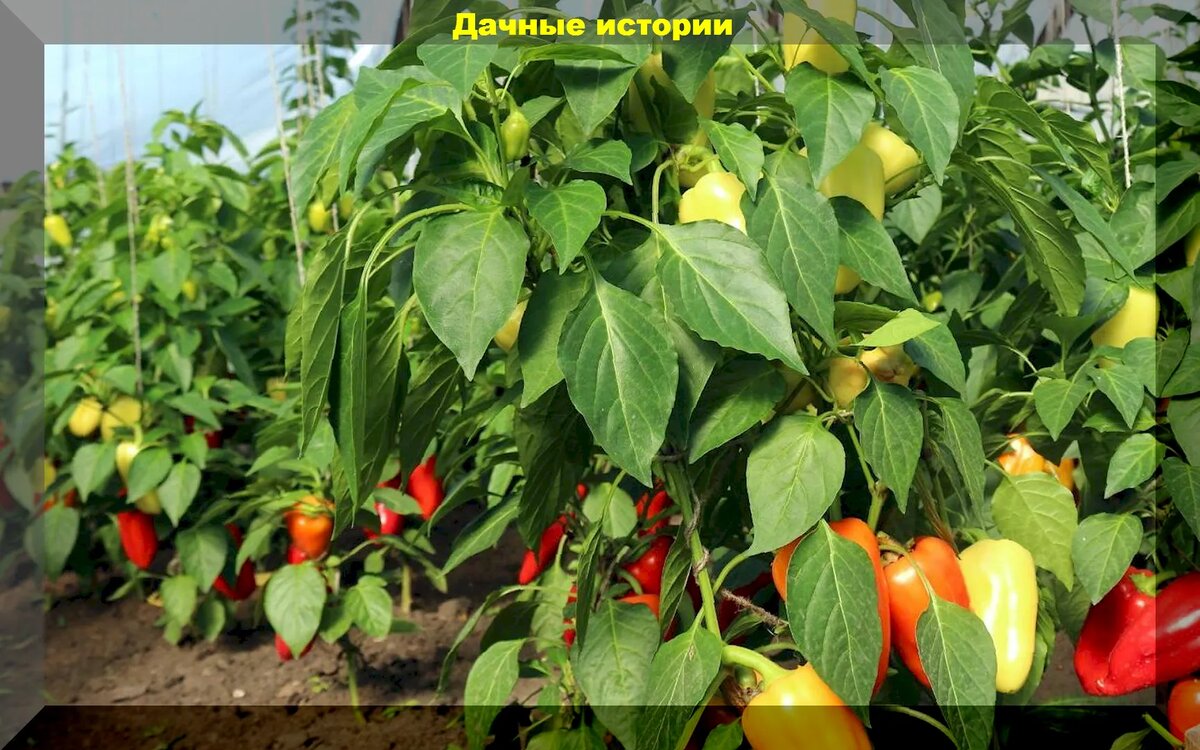 https://vk.com/photo-159774511_457256174