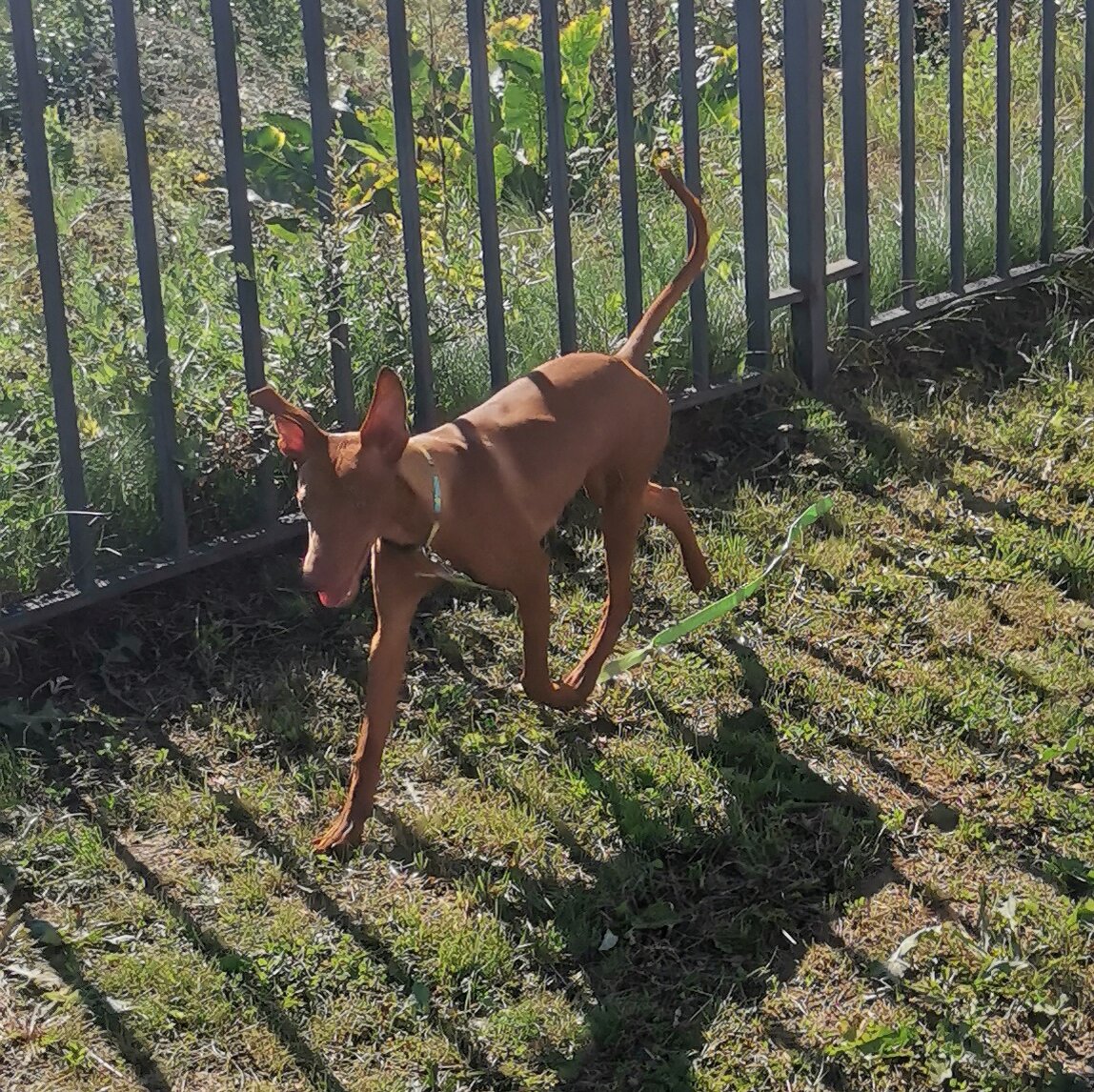 Чирнеко дель Этна Жак