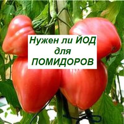 йод для помидоров