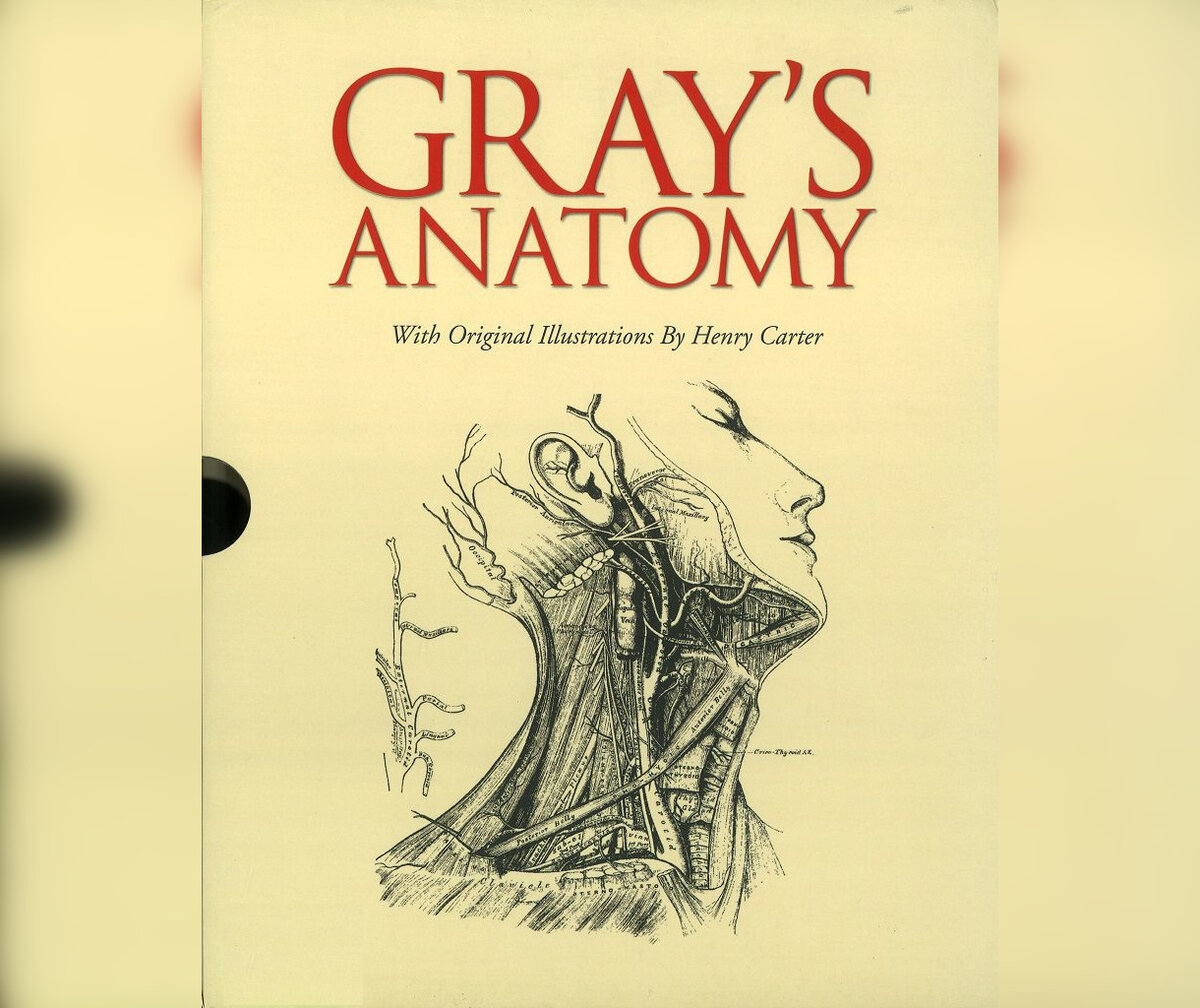 Сериал "Анатомия страсти" в оригинале называется "Анатомия Грей". И тут скрыта важная отсылка