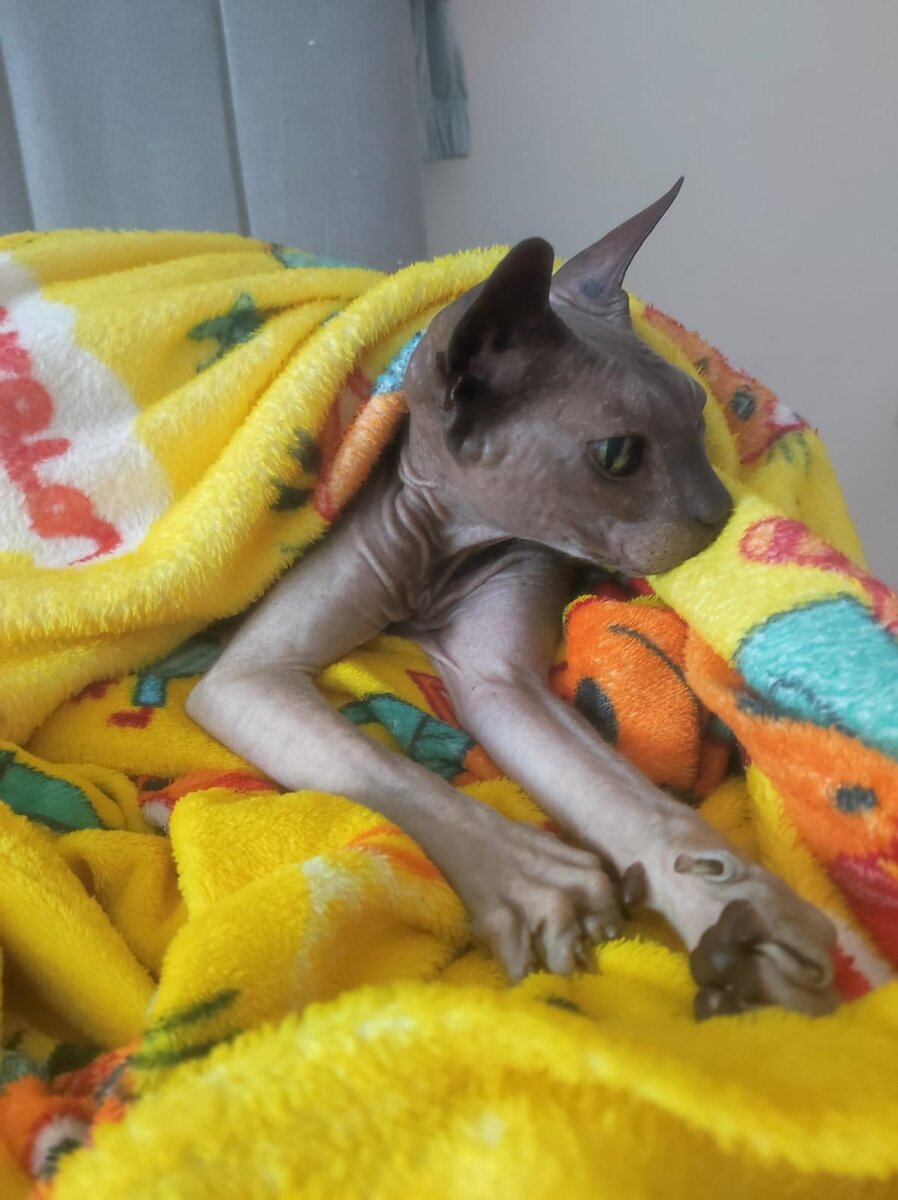 Ричику всегда холодно и Кузя его греет. Фотография любезно предоставлена хозяйкой