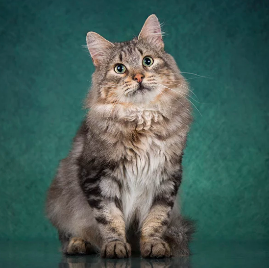 Честер, 3 года. Фото: cats.rayfund.ru 