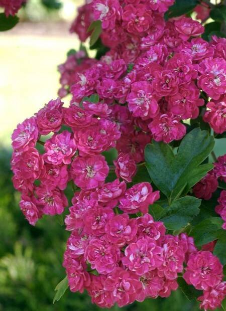 CRATAEGUS laevigata 'ROSEA PLENA'.