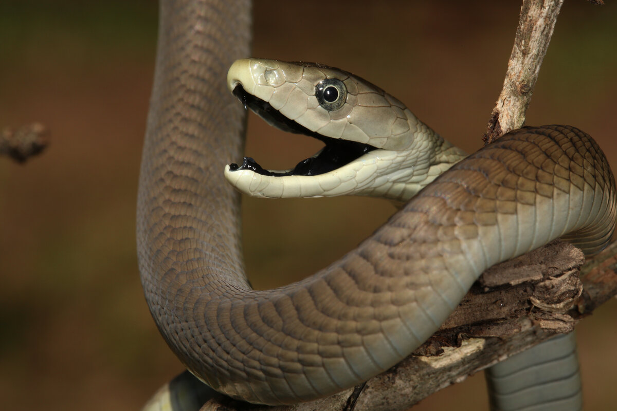 Mamba. Ядовитая змея черная мамба. Чёрная мамба Dendroaspis polylepis. Dendroaspis polylepis змея. Африканская змея черная мамба.