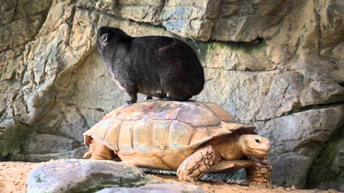 Картинка с открытого источника Яндекс картинки. 