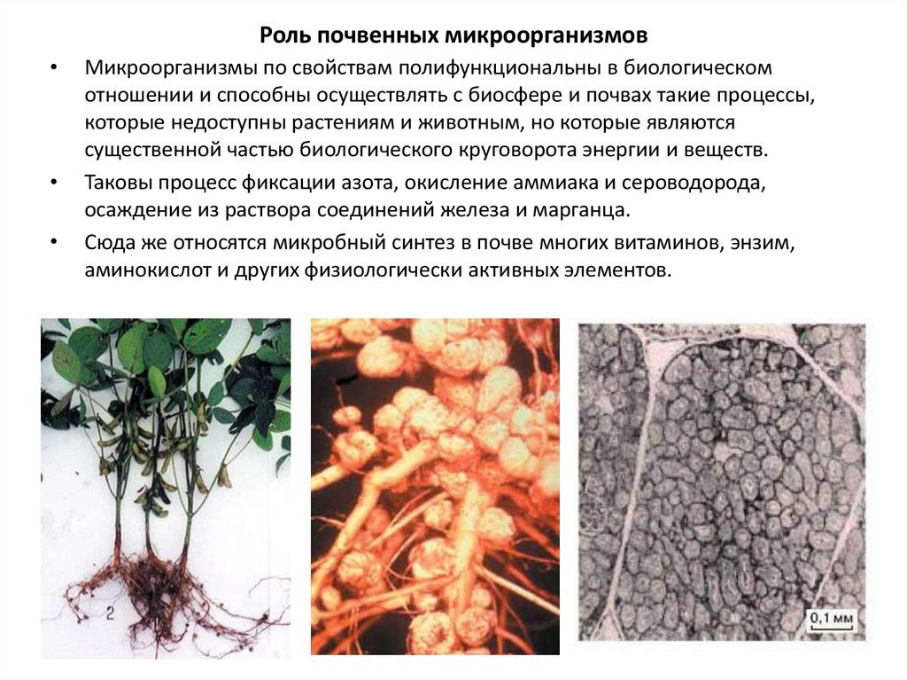 Инфекции в почве. Азотфиксирующие почвенные бактерии. Функции микроорганизмов в почве. Роль почвенных бактерий. Строение почвенных бактерий.