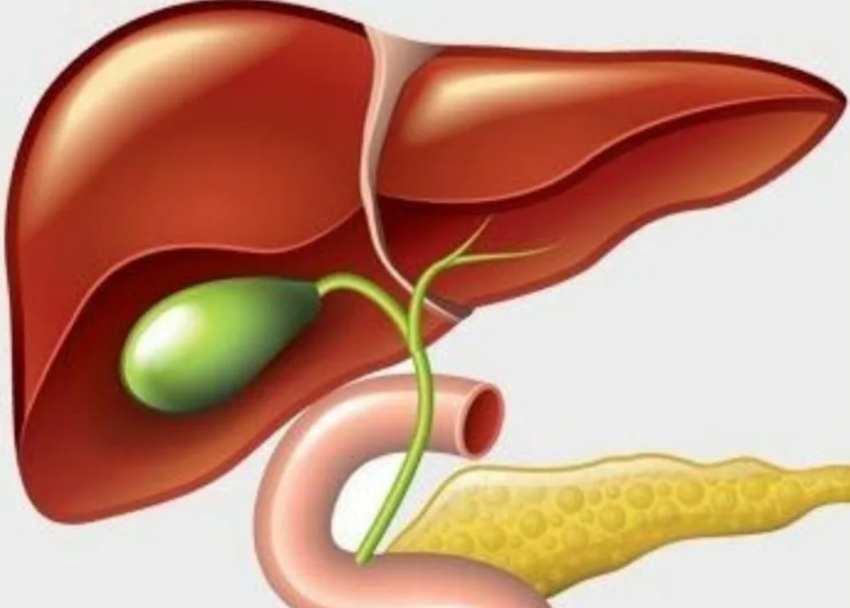 Печень без желчного. Печень и желчный пузырь. Поджелудочный пузырь. Печень фон. Желчный пузырь картинка.