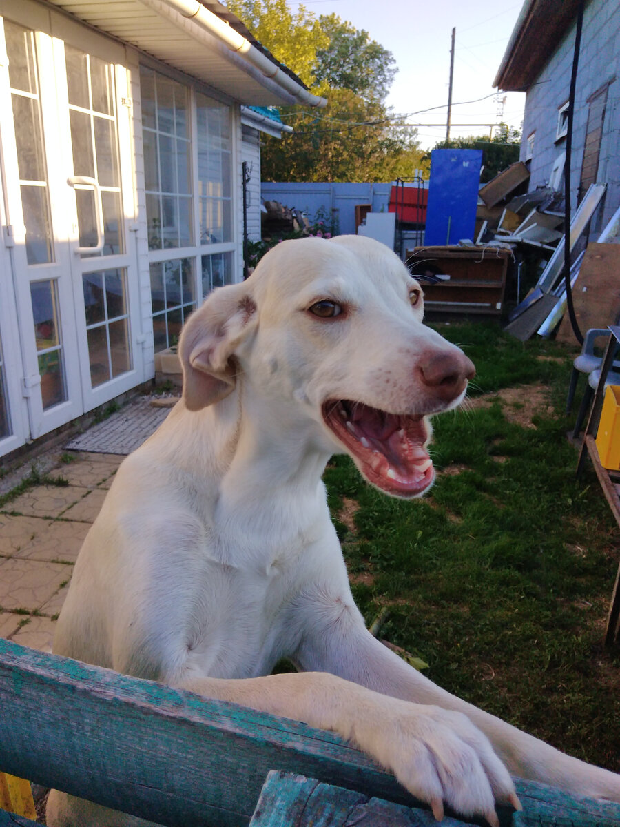 Видали эту хитрую морду?