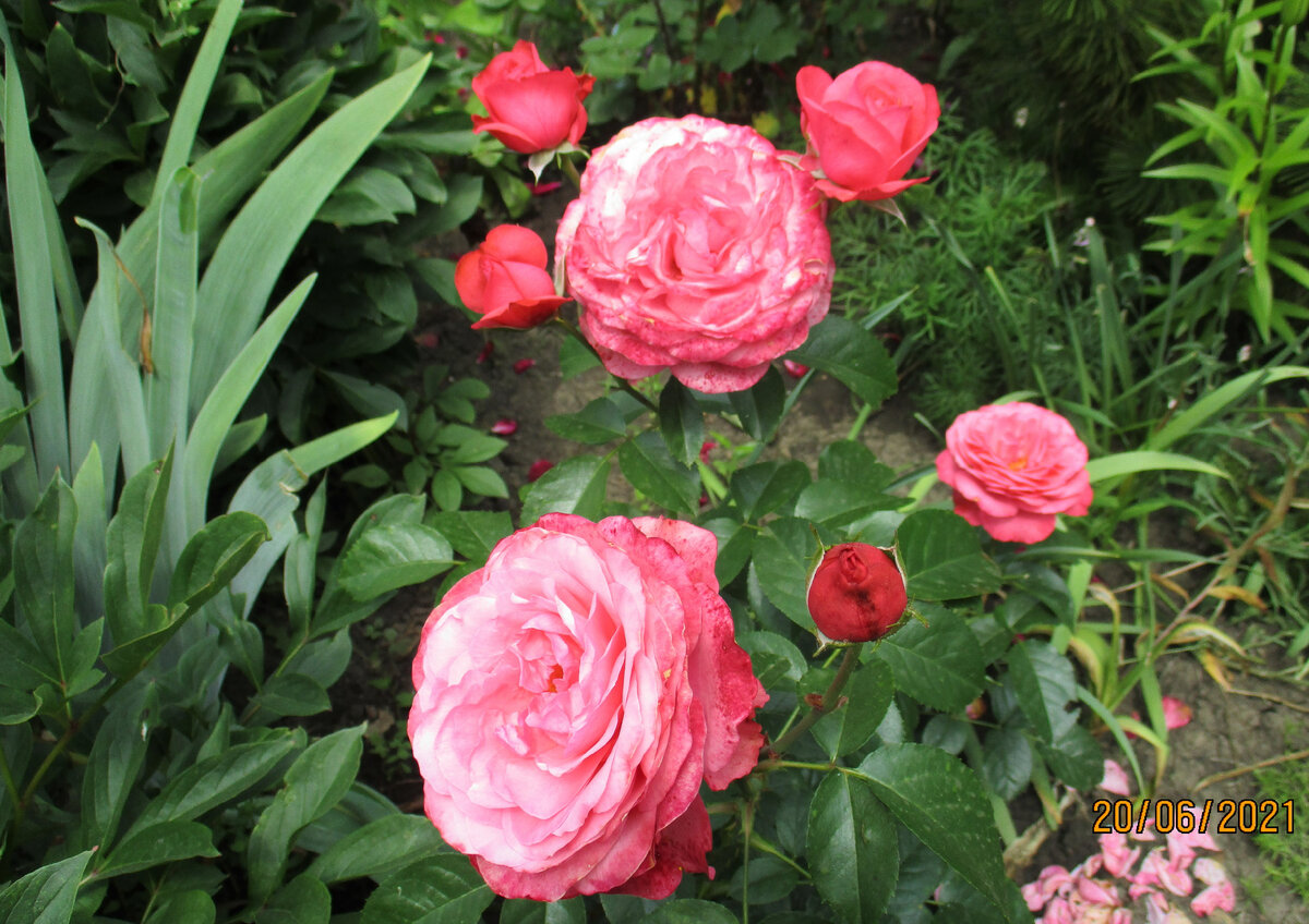 "Розанна" .  Таганрог.