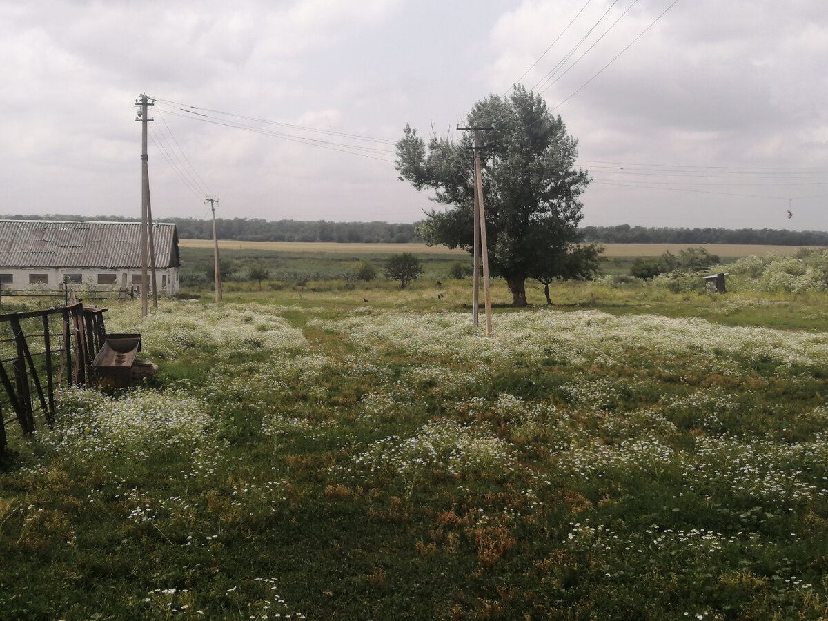 Фото автора. Иногда нужно просто увидеть красоту рядом.