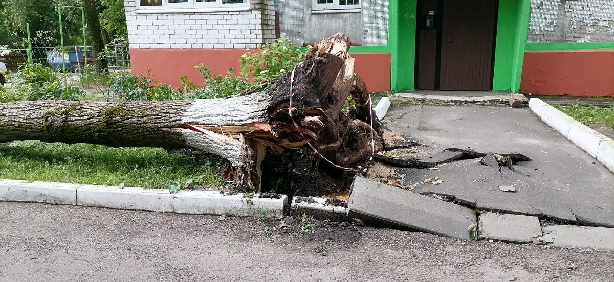 Даже асфальт разрывался, как бумага. Фото мои. 