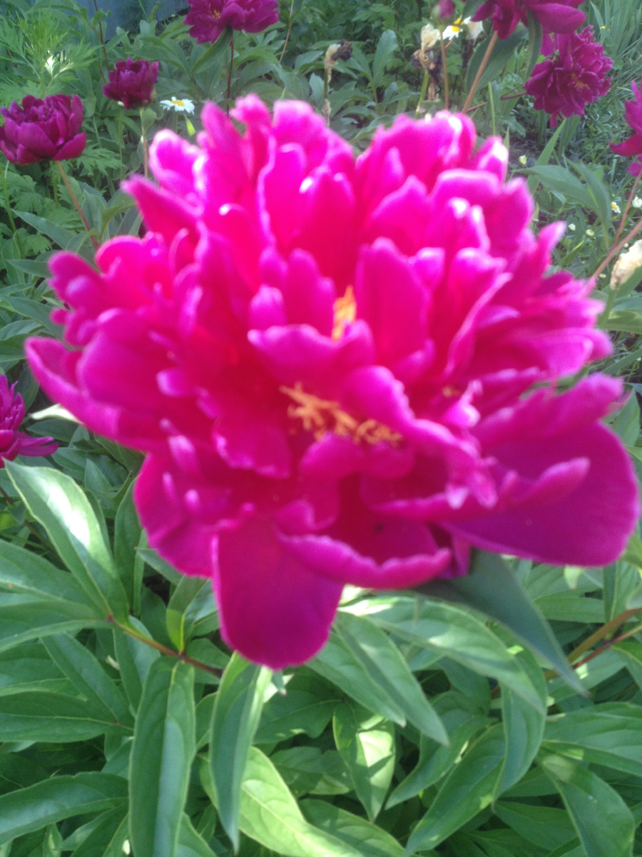 Тот самый, мамин... Фото автора.