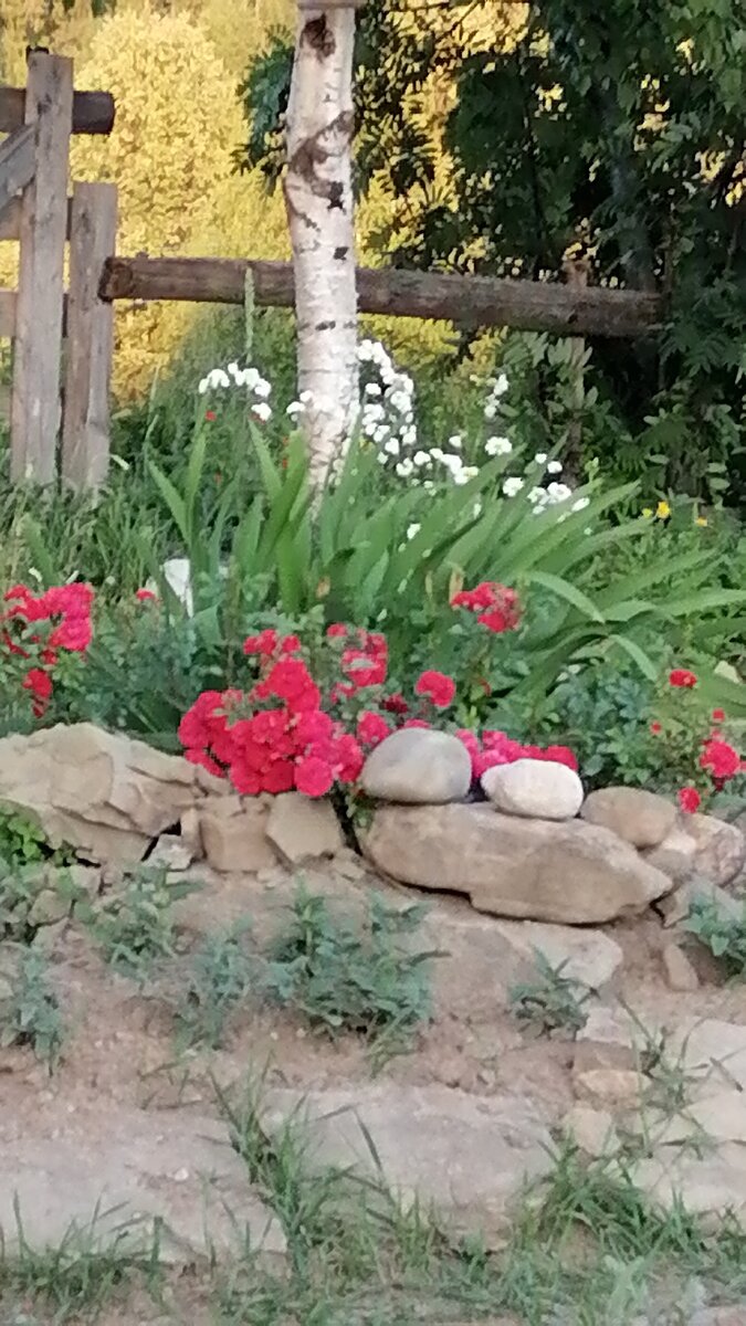 У флорибунды цветы собраны в кисти. 